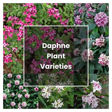 How to Grow Daphne Plant Varieties - Plant Care & Tips | NorwichGardener