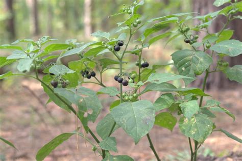 All About Black Nightshade - Minneopa Orchards