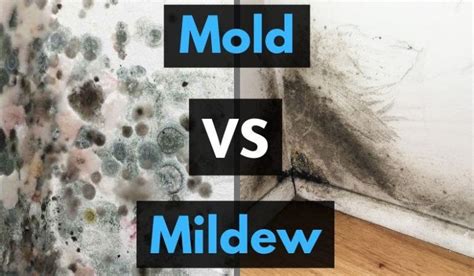 Mold Vs Mildew: What Are The Differences? Plus Black Mold, Health Risks ...