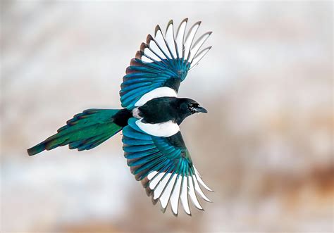 Magpie - definition and meaning with pictures | Picture Dictionary & Books