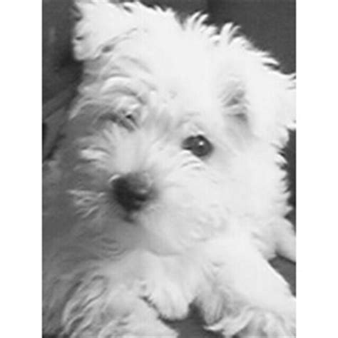 Maltese and Westie Mix Dog