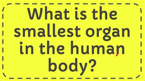 What is the smallest organ in the human body? - YouTube