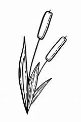 Free Printable Coloring Pages Cattails Plants sketch template
