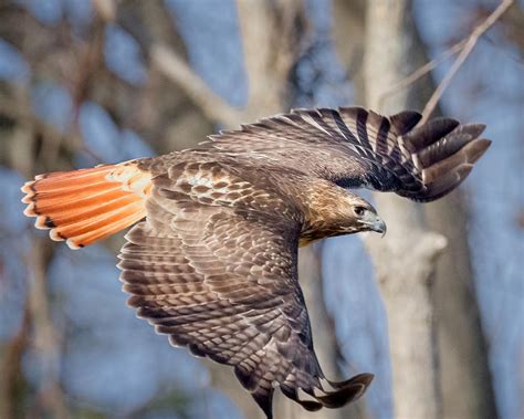 Red Tailed Hawk Flying Photograph by Bill Wakeley