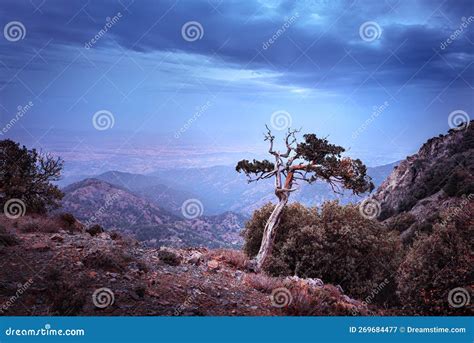 Mountain Landscape with Old Juniper. Mount Madari in Cyprus Stock Image - Image of peak, juniper ...