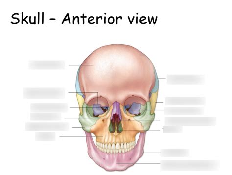 Skull Anterior View Diagram | Quizlet