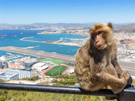 Gibraltar Monkey Monkeys Airport Runway And Victoria Stadium In ...