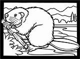 Free Beaver Coloring Pages sketch template