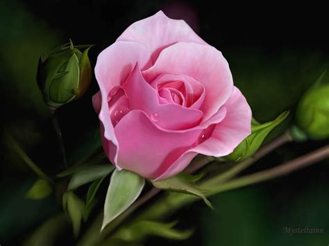 Pink Rose Wallpaper / Pink Rose HD Wallpaper For Your Mobile Phone ...