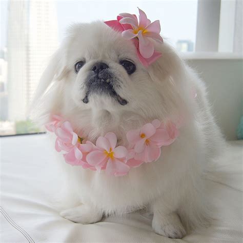 15 Best Pekingese Haircut Styles For 2021 - PetPress