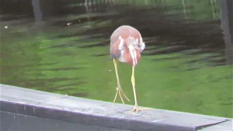 Tricolored Herons on Railing & Egret Flies Over 10 Alligators in Breeding Marsh at Gatorland ...