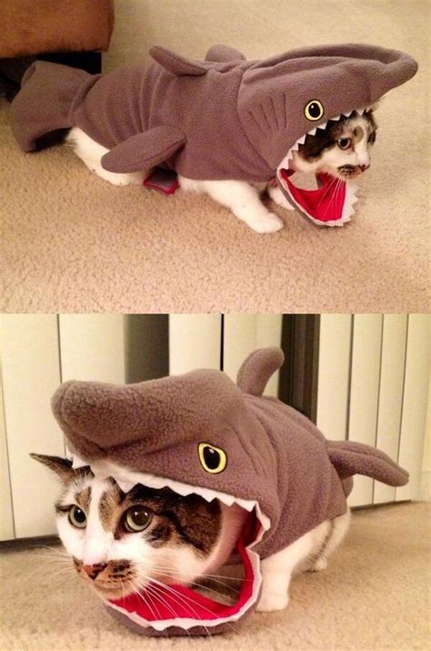 Cat Shark Costume | Pet costumes, Halloween animals, Cat shark costume