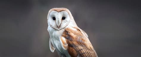 Barn Owl - Lehigh Valley Zoo