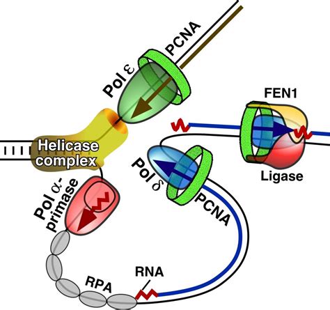 Replication Fork – Burgers Lab