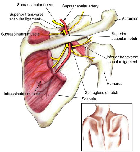 Pin on Nerves and Plexus Study