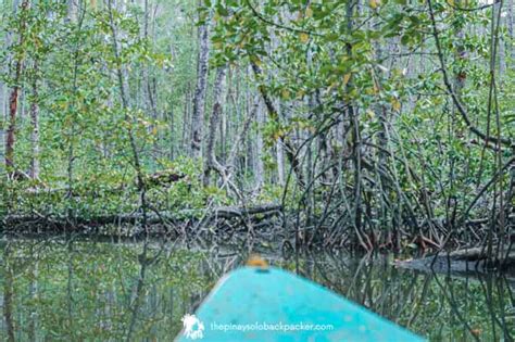 2022 SABANG MANGROVE FOREST TOUR: PUERTO PRINCESA - The Pinay Solo Backpacker Itinerary Blog