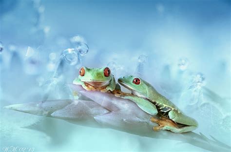 The Spellbinding World Of Frogs In Macro Photography By Wil Mijer