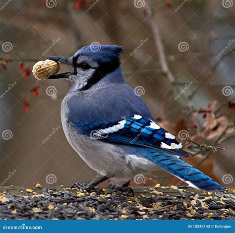 Blue Jay with Peanut stock image. Image of wildlife, peanuts - 15245143