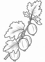 Gooseberry Coloring Pages Printable For Free Download sketch template