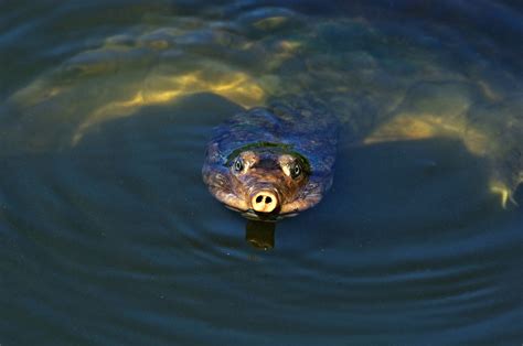 Care Guide for Pet Softshell Turtles