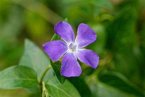 Close-Up Shot of Purple Periwinkle in Bloom · Free Stock Photo