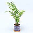 Buy/Send Chamaedorea Plant In Rangoli Art Pot Online- FNP