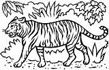 White Tiger Coloring Page At GetColoringscom  Free Printable sketch template