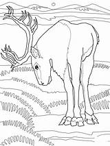 Caribou Deer coloring Page  ColouringPages sketch template