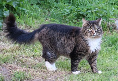 Long-Haired Cats - TOP 10 Most Beautiful Long Haired Cats In The World!