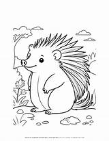 Charming Porcupine Nature Coloring Page For Kids  Fun & Educational sketch template