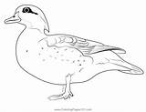 Female Wood Duck Coloring Page For Kids  Free Ducks Printable sketch template