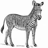 Zebra Coloring Pages For Kids Picture – Animal Place sketch template