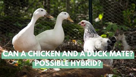 Can a Chicken and a Duck Mate? Possible Hybrid? - Eco Peanut