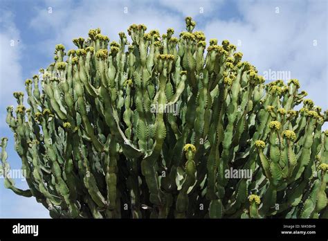 cactus tree Stock Photo - Alamy