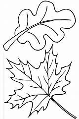 autumn leaf coloring Png 501925 sketch template