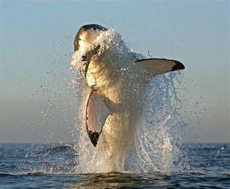 Great white shark on a hunt | Animals