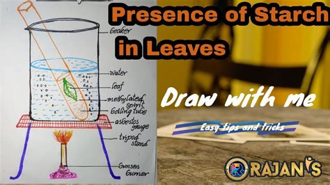 presence of Starch in leaves Drawing step/step - YouTube