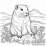 Gopher Coloring Pages  Free & Printable sketch template