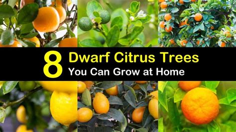 8 Different Dwarf Citrus Trees You Can Grow at Home