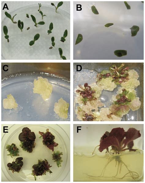 Development of Rutgers Scarlet Lettuce through plant tissue culture. A... | Download Scientific ...
