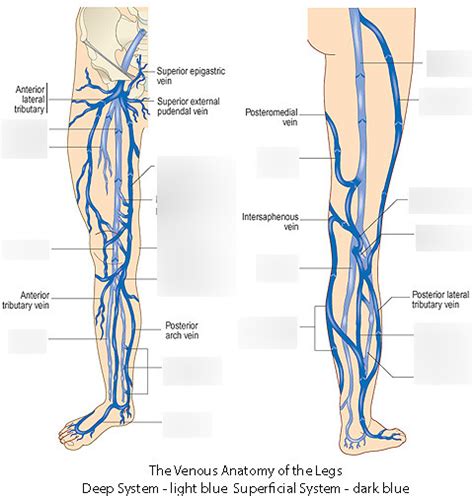 Lower Extremity Veins Diagram | Quizlet