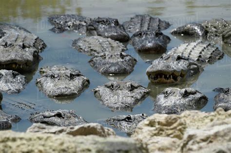 An America Alligators In Swamp At Everglades National Park, South Florida - Stock Photo - Dissolve