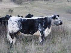 1000+ images about Speckle Park Cattle on Pinterest | Parks, Calves and Studs