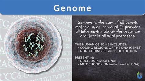 Genome - Definition and Examples - Biology Online Dictionary