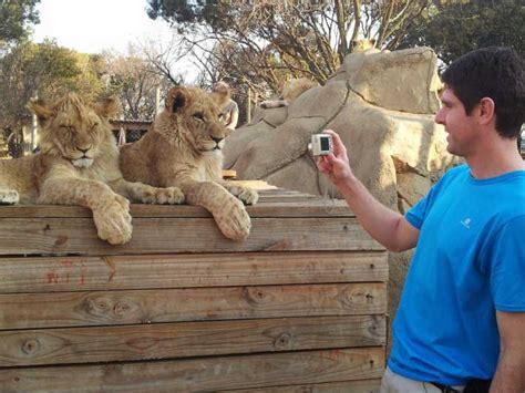 From Johannesburg: Lion & Safari Park Half-Day Tour | GetYourGuide