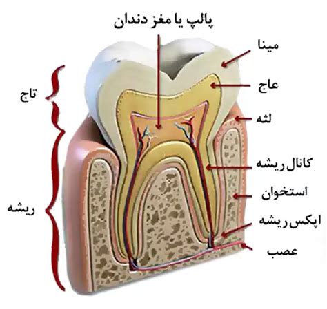 آشنایی با ساختار و آناتومی دندان + بررسی مراحل رشد دندان | Dentist ...