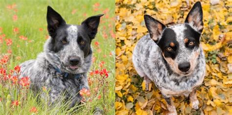 Are Cattle Dogs Hard To Train