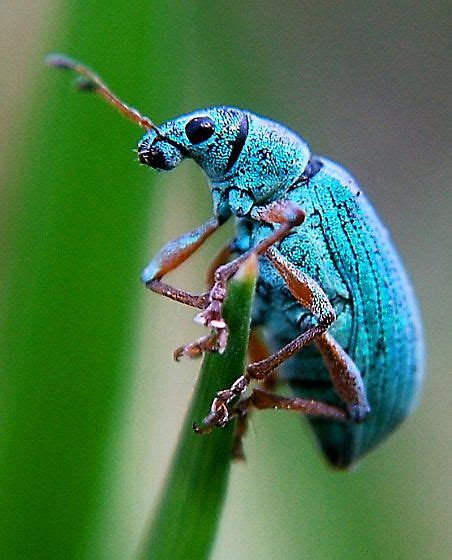 Beautiful Blue Bug on Green Plant