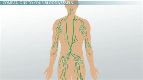 Lymphatic Vessels | Definition, Function & Location - Lesson | Study.com