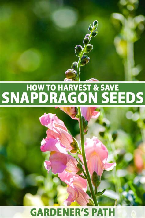 How to Harvest and Save Snapdragon Seeds | Gardener’s Path